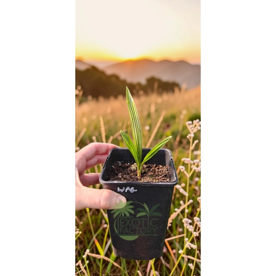 oferowana sadzonka palmy mrozoodpornej Trachycarpus wagnerianus