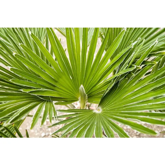 palma mrozoodporna Trachycarpus wagnerianus x winsan w gruncie