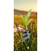 oferowana sadzonka palmy Waszyngtonia robusta (tzw. waszki)