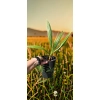 oferowana sadzonka palmy do ogrodu Washingtonia robusta