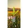 oferowana sadzonka palmy mrozoodpornej Washingtonia robusta do uprawy w Polsce