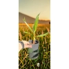 oferowana sadzonka palmy mrozoodpornej Washingtonia robusta