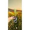 oferowana sadzonka palmy wachlarzowej do ogrodu Washingtonia robusta