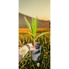 oferowana sadzonka palmy ogrodowej Washingtonia robusta