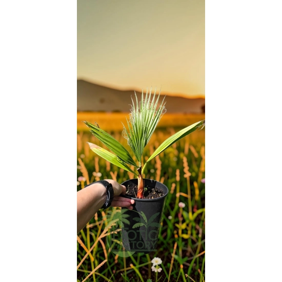 oferowana sadzonka palmy ogrodowej Waszyngtonia robusta