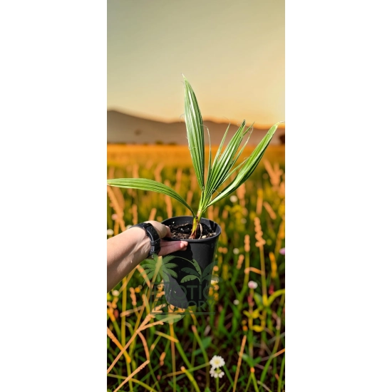 oferowana sadzonka palmy do ogrodu Washingtonia robusta