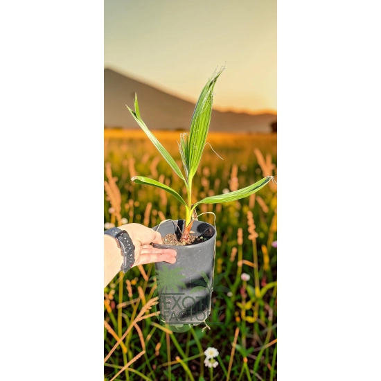 oferowana sadzonka palmy mrozoodpornej Washingtonia robusta