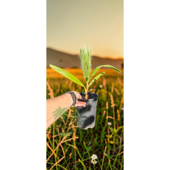 oferowana sadzonka palmy wachlarzowej do ogrodu Washingtonia robusta