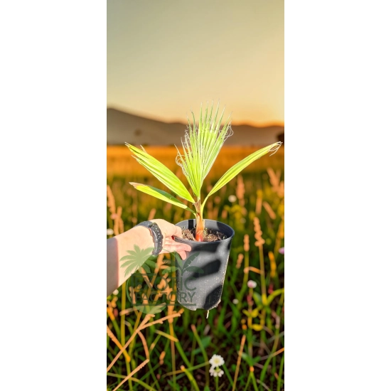 oferowana sadzonka palmy ogrodowej Washingtonia robusta