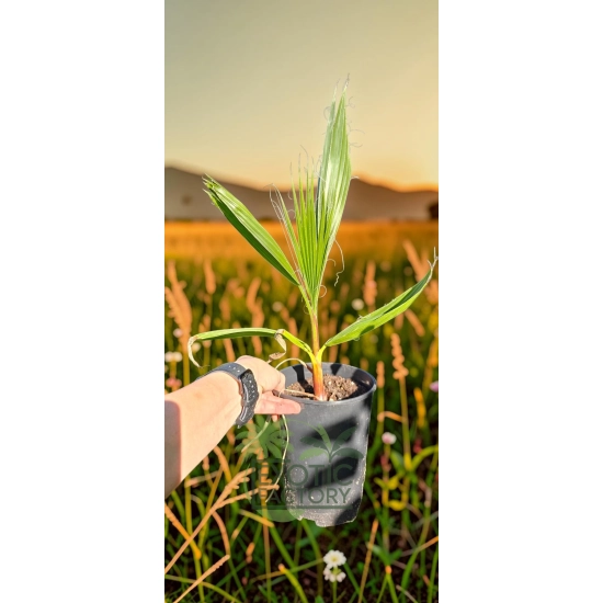 oferowana sadzonka palmy na taras Washingtonia robusta