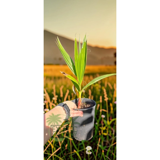 oferowana sadzonka palmy ogrodowej Washingtonia robusta