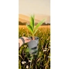oferowana sadzonka palmy wachlarzowej do ogrodu Washingtonia filibusta