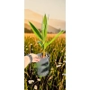 oferowana sadzonka palmy ogrodowej Washingtonia filibusta