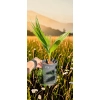 oferowana sadzonka palmy na taras Washingtonia filibusta