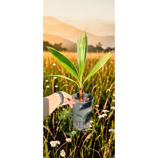 oferowana sadzonka palmy mrozoodpornej Washingtonia filibusta do uprawy w Polsce