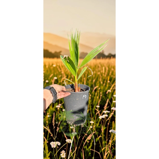 oferowana sadzonka palmy wachlarzowej do ogrodu Washingtonia filibusta