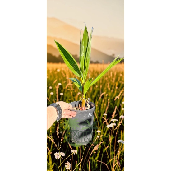 oferowana sadzonka palmy ogrodowej Washingtonia filibusta