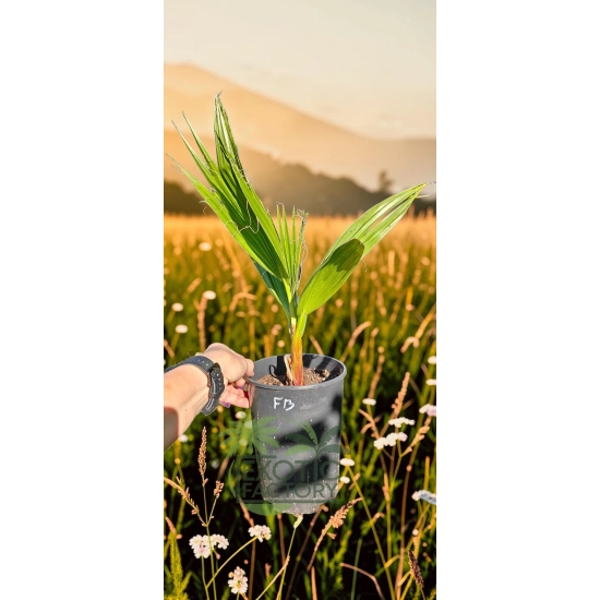 oferowana sadzonka palmy na taras Washingtonia filibusta