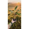oferowana sadzonka bananowca Musa Sumatrana Zebrina Rojo w doniczce P8