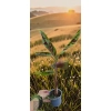 oferowana sadzonka bananowca do ogrodu Musa Sumatrana Zebrina Rojo