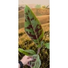 oferowana sadzonka bananowca Musa Sumatrana Zebrina Rojo w doniczce P8