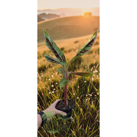 oferowana sadzonka bananowca Musa Sumatrana Zebrina Rojo w doniczce P8