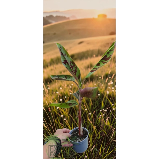 oferowana sadzonka bananowca do ogrodu Musa Sumatrana Zebrina Rojo